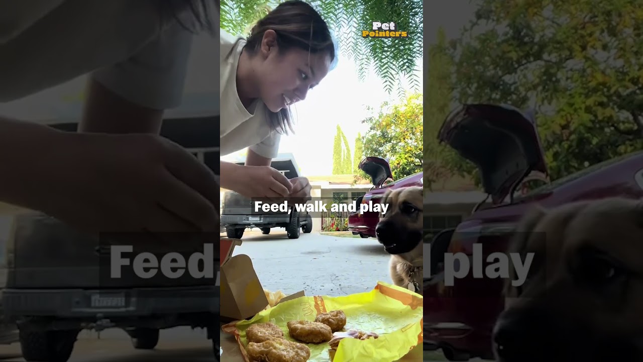 Is Your Dog Chewing the Couch!? | Pet Pointers