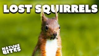 What Happened to the Red Squirrel? | Fota: Into the Wild | Nature Bites