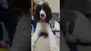 Dogs are so expensive#poodle #doglover #poodlepuppy #dogs #poodlelife #shorts #trending