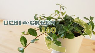 フィカス・シャングリラをご紹介します | UCHI de GREEN (ウチデグリーン）