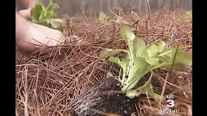 Public Food Forest in Lafayette, LA | Edible Lands...