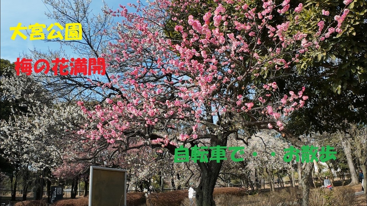 大宮公園　梅の花満開・自転車で　お散歩　2026