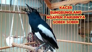 kacer  bungbunglang ngamuk sped rapet bikin ngiler milik bos hendri bantim