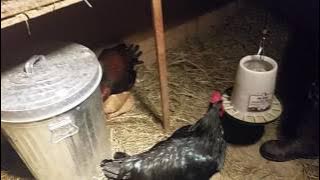 Too much cock in the flock
