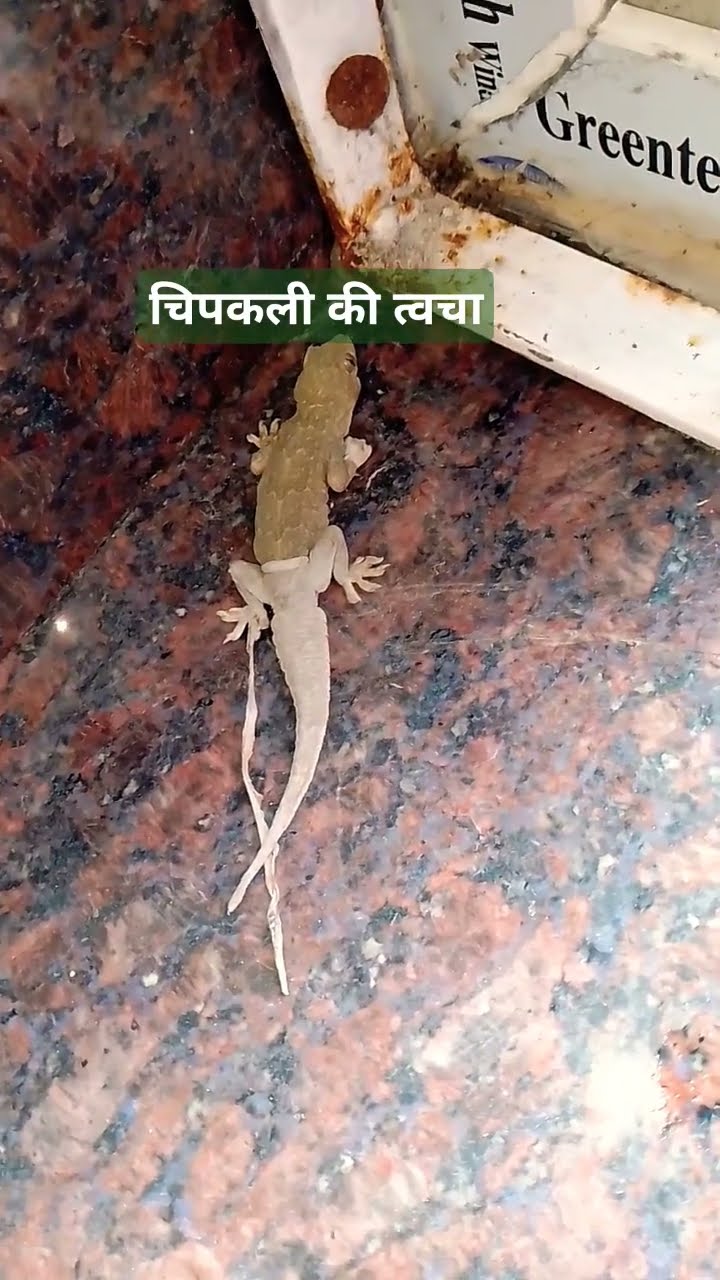 चिपकली ने उतारी अपनी त्वचा #animals #youtube #shorts