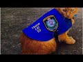 Ed The Police Cat Sleeps on the Job