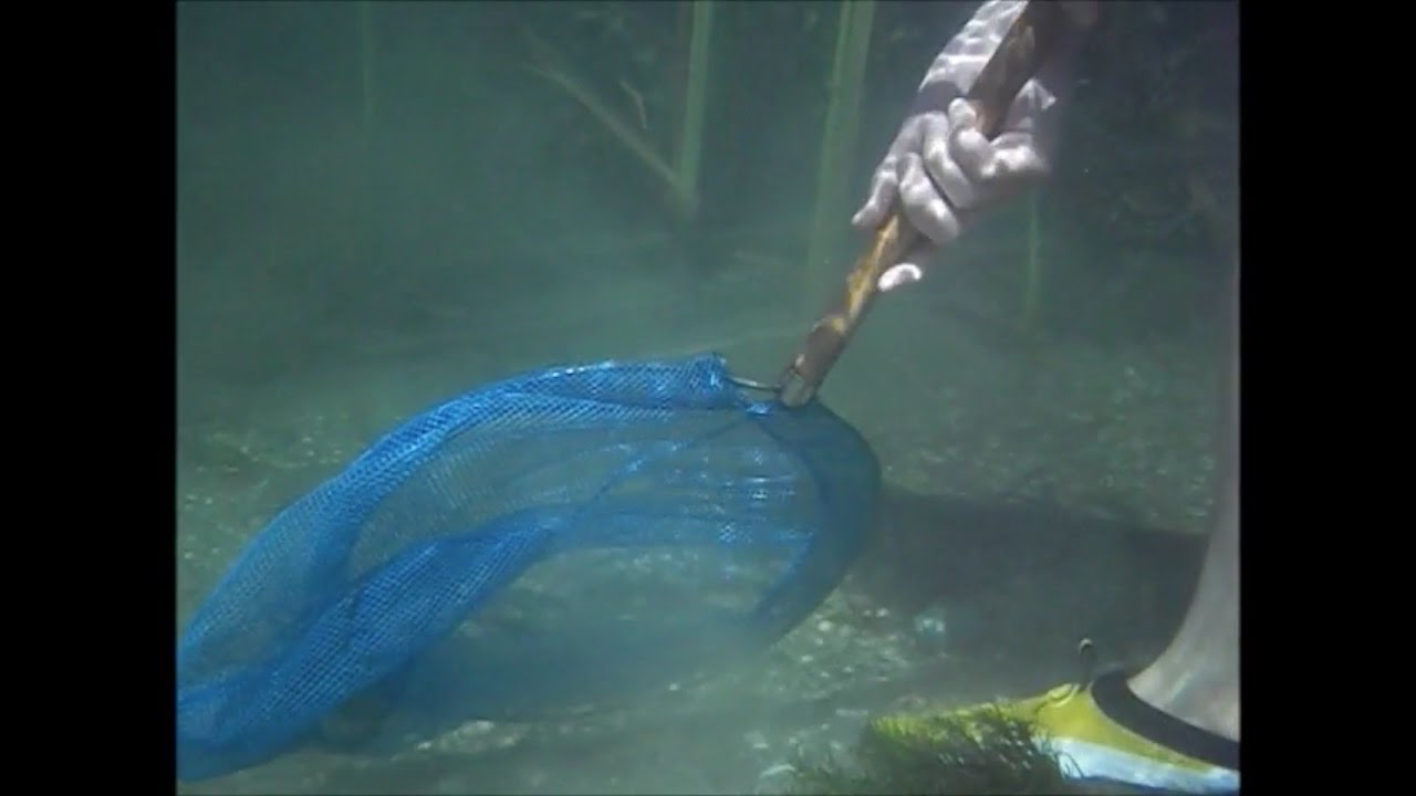 Hand Netting Fish 
