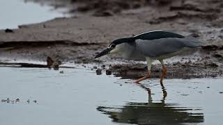 How does the blackcrowned night heron fish? Very astonishing.  Kruger park south africa  2024