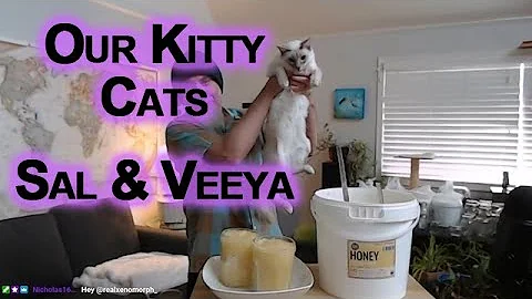 Watch the video about Sal & Veeya, Our Lilac Modern Lynx Balinese Cats (Kittens)