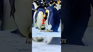 How Penguin Dads Keep Eggs A In Antarctica 