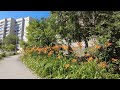 Тигровые лилии - красивые цветы на Одесской улице в Саратове