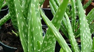 Aloe Vera plant ki dekhbhaal