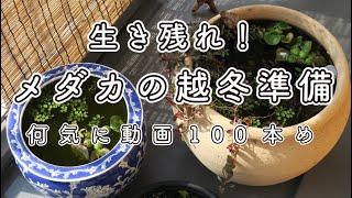 【越冬】メダカよ生き残れ！ベランダ睡蓮鉢のメダカを移動（グリーンウォーター）