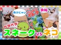 【猫】蛇と戦ってみたら、、、？！ [Cat] If you try to fight a snake ...? !!  ラグドールの猫2匹との楽しい生活