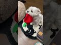 うちの犬可愛すぎるんだが…#shorts
