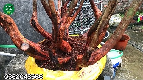 Hoa sim tím bệ quái siêu vip rễ nhiều.Hoa bạn và tôi