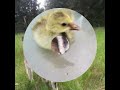 The animals that make Green Roof Ranch run
