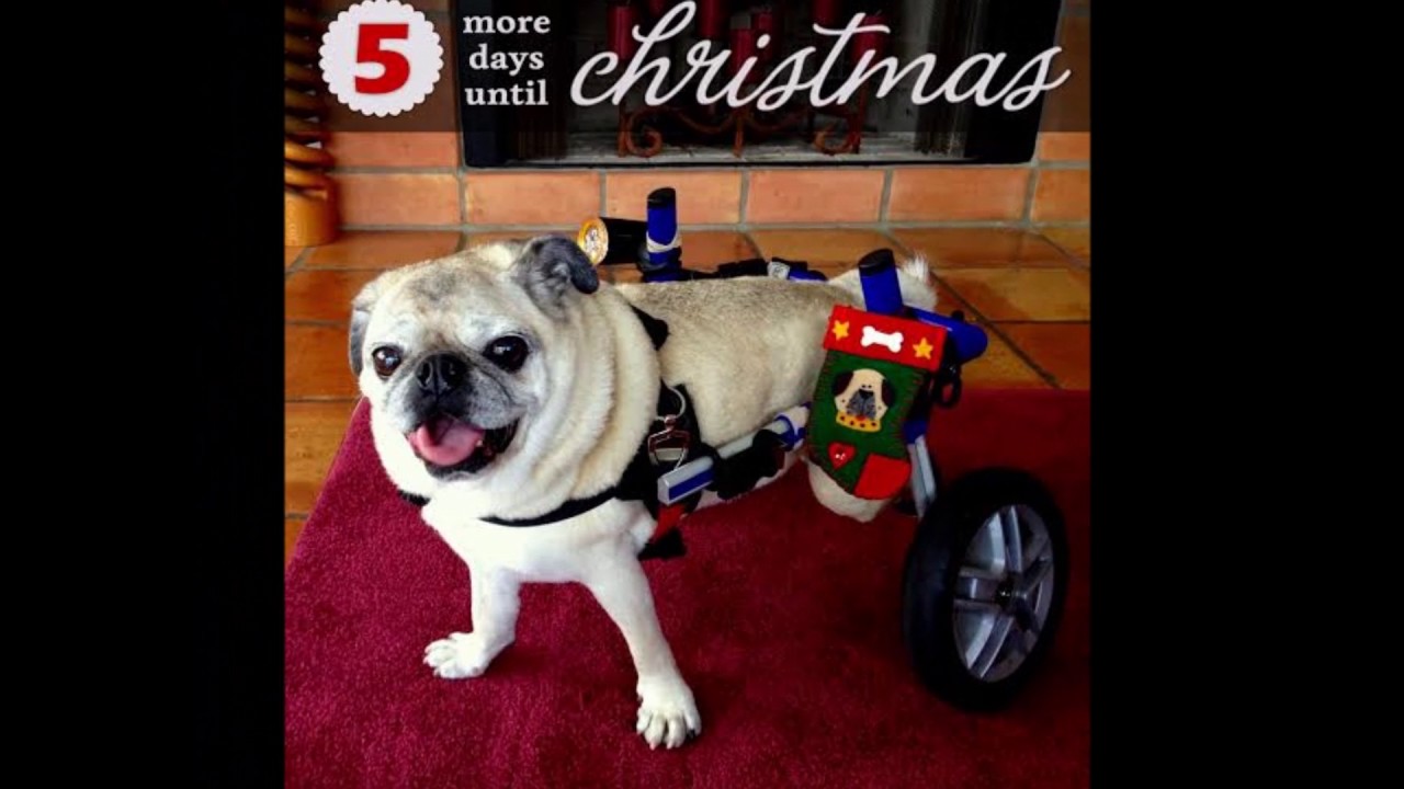 wheelchair sign 25 Doggone Days til Christmas- Wheelchair Pups!