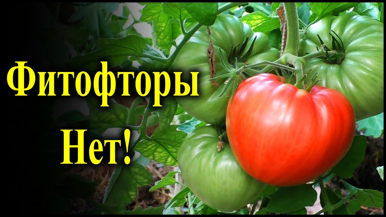 Эффективная защита томатов от фитофтороза: профилактика и методы борьбы