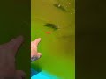 Pool pond update#fishing #planetaquarium #fishpond