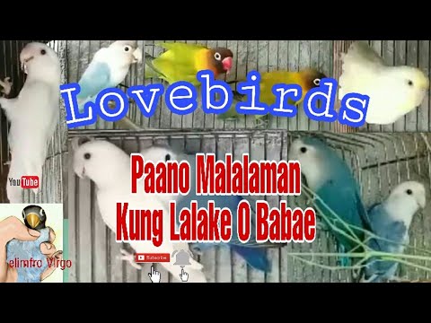 Video: Paano Makilala Ang Kasarian Ng Isang Loro