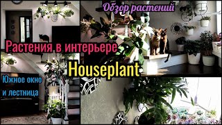 Растения в интерьере. Растения на Южном окне.  Досветка, грунт. Houseplant Tour. Plants collection