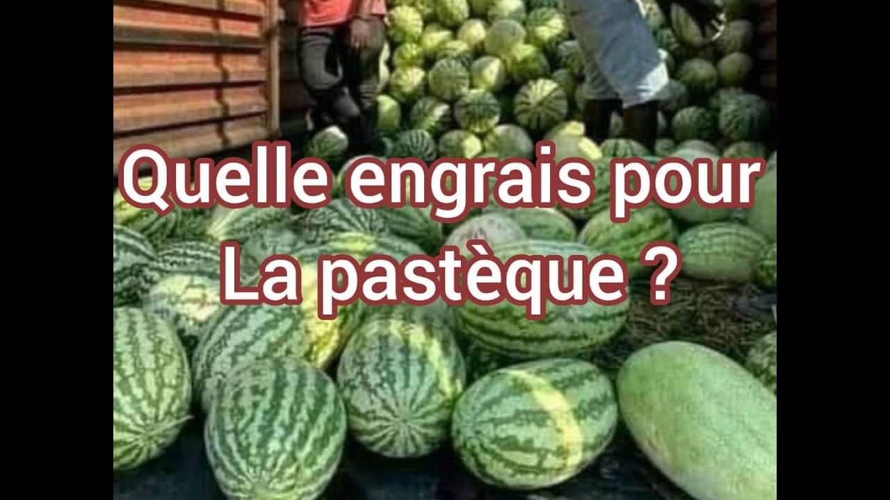 Culture de Pastèque ;Voici l'Engrais à Utiliser Pour Avoir Les Grosses Têtes  de Pastèque