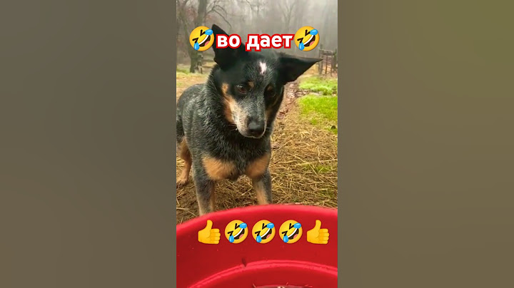 🤣😂🔥Во Дает Молодец 🔥#юмор #приколы #video #shorts