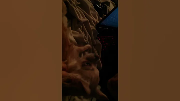 My dog is crazy