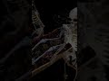 The Dandy Warhols - "Passenger and Moonlight" - Fast Friday