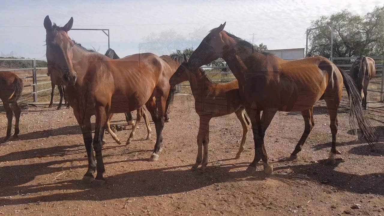 Clarinda Park Horses Foal Handling 2018 YouTube