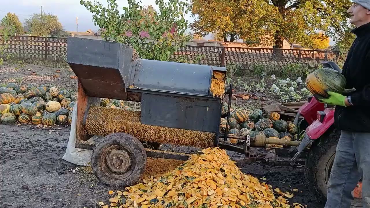 Гарбузовий комбайн 🎃@ кінець жнив .