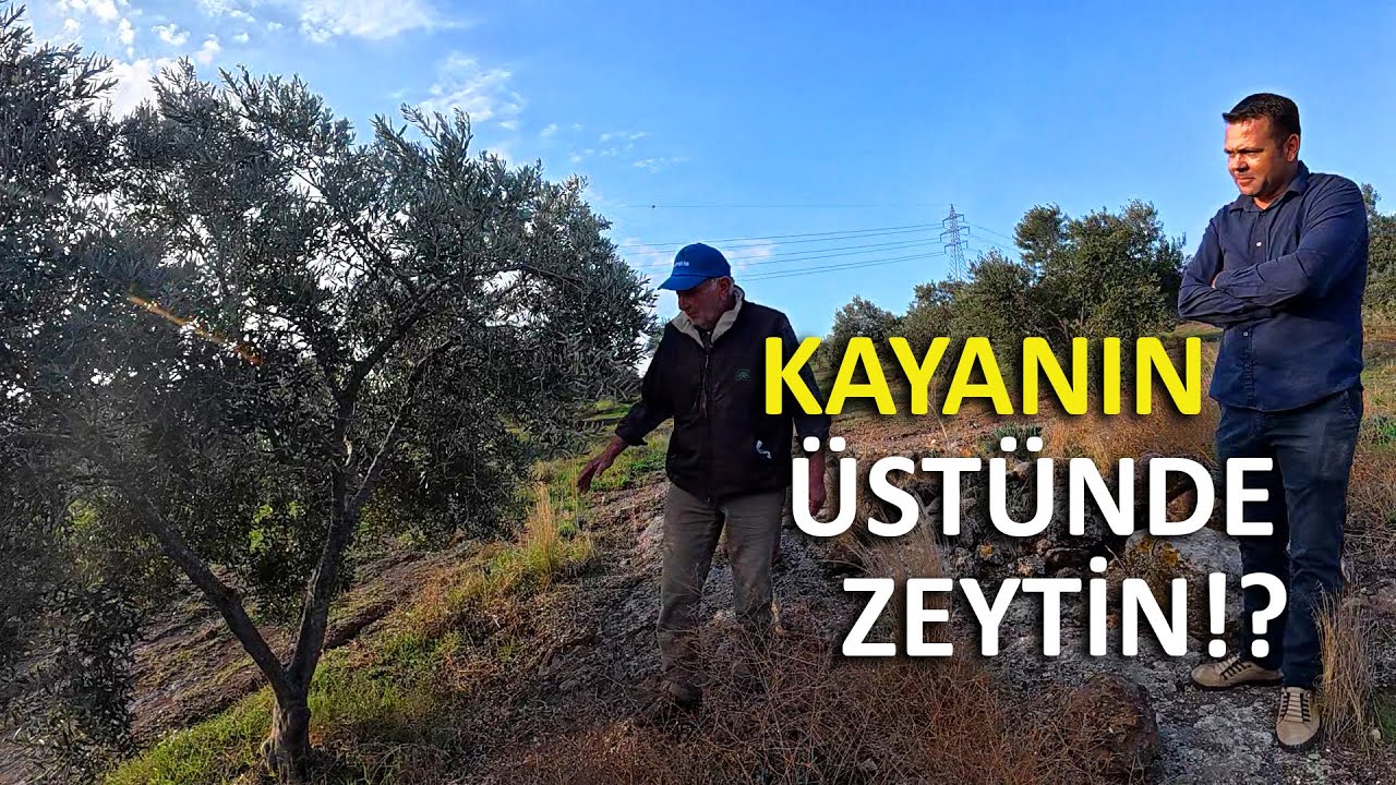 Первая обрезка нового сезона, прогулка по саду и примеры обрезки