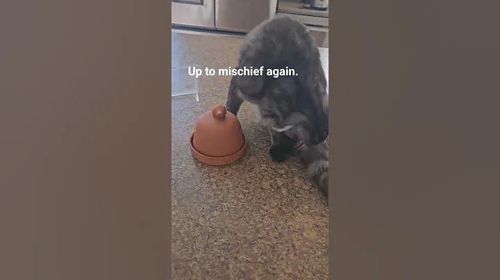 Watch the video about Up to mischief again!