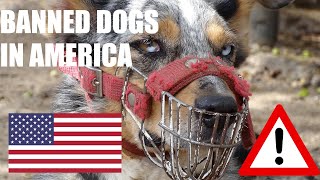 Celebrity 10 Banned Dogs In The U.S | Banned Fighting Dogs Breed Profile