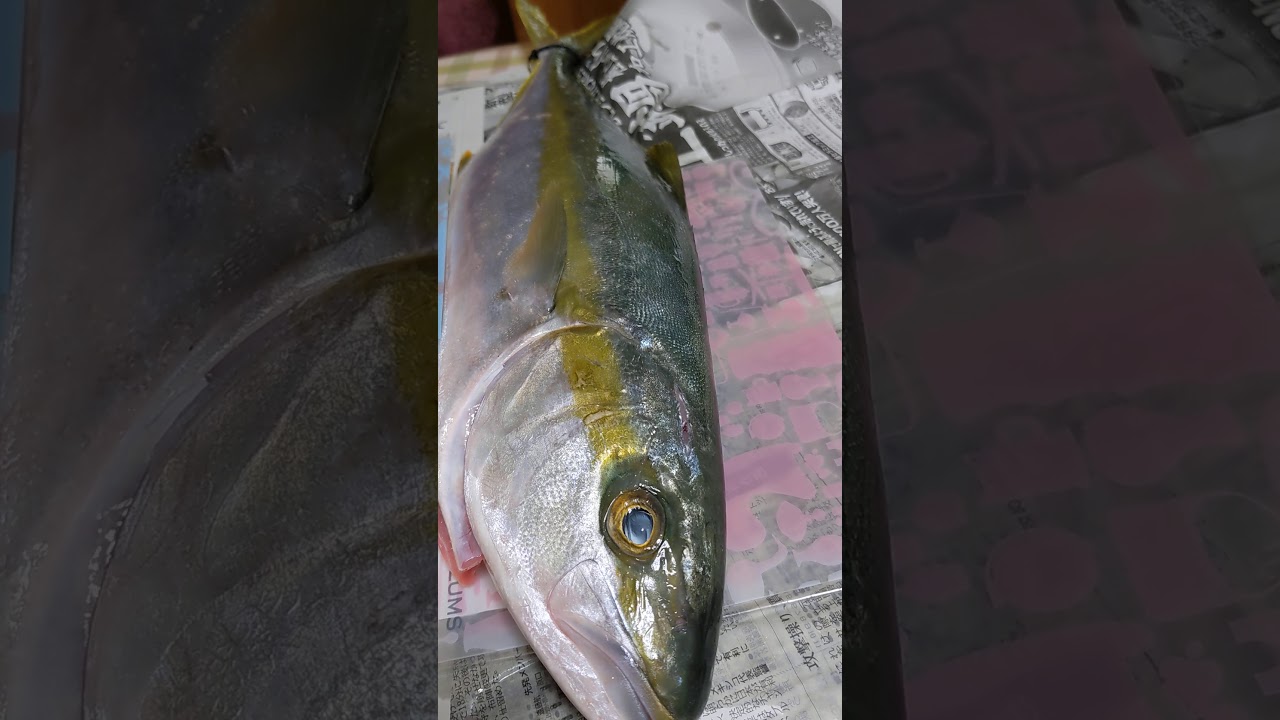 Download タイとヒラスをいただきました と