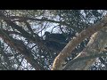 Pigeon breeding - Nest in Pine Tree - Taube brütet in Kiefer Part 3