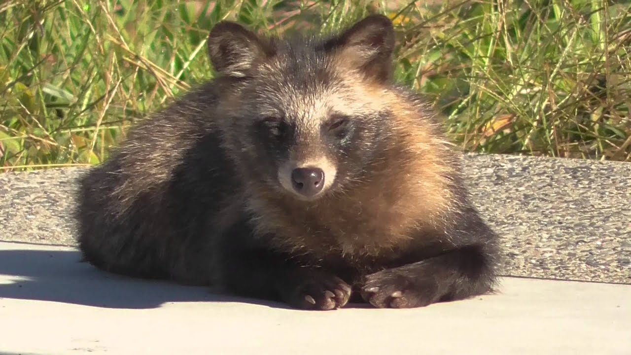 ひなたぼっこする野生のタヌキ。お天気のいいので日光浴でしょうか？狸も暖かい場所は好きかも？