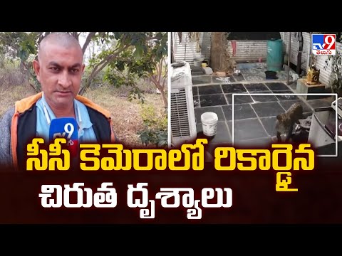 Leopard Spotted at Srisailam : సీసీ కెమెరాలో రికార్డైన చిరుత దృశ్యాలు - TV9 - TV9