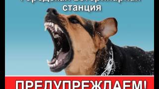 БУОО "Орловская городская станция по борьбе с болезнями животных" БУОО "Орловская городская станция по борьбе с болезнями животных"