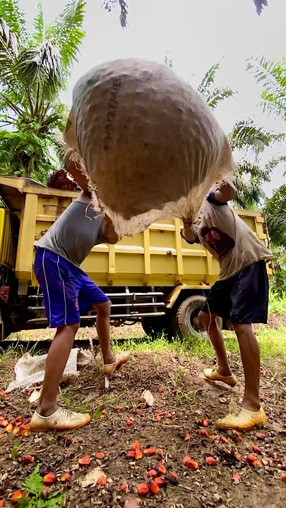 Muat brondolan sawit sampai teler | buah restan terus banyak menguras tenaga #shorts