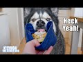 Husky Won’t Stop TALKING Until He Gets Waffles With Chicken!! He's HUNGREH!