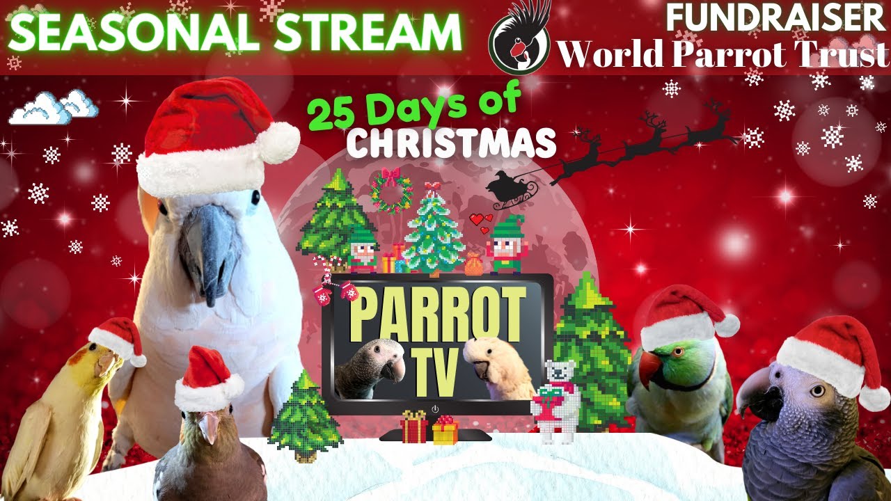 25 Days of Christmas | Parrot Town TV Holiday Music Mix Special for Your Bird Room????????
