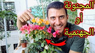 نبات المجنونة جنّنّي  شاهد طريقة تكاثر المجنونة ( الجهنمية )  والعناية به ..