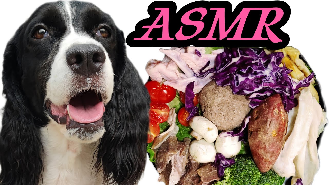 ADORABLE DOG ASMR EATING FOOD MUKBANG | HEALTHY HOME MADE DOG FOOD FEEDING | FUNNY DOG FAMILY TIME