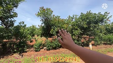 Đất châu Đức gần hồ đá đen bán 4 sào rất đẹp sát các khu nghỉ dưỡng xã láng lớn