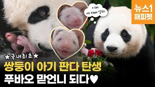 푸바오 경사! 쌍둥이 동생의 언니 되다...세자매 모두 7월 생인 이유가 있다? | panda by 뉴스1해피펫 17,049 views 10 months ago 3 minutes, 44 seconds