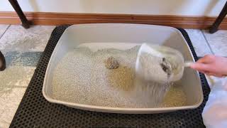 Dr. Elsey's Precious Cat Ultra Multi-Cat Clumping Clay Review (We Tried It)