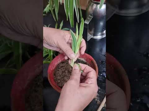 Spider Plant Propagation || Fun Gardening