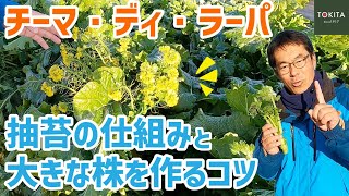 【西洋菜花】チーマ・ディ・ラーパの特性と栽培のポイント！【イタリア野菜】
